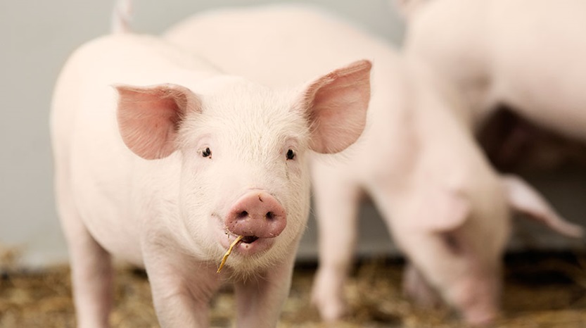 KLS ökar betalningen för gris - igen